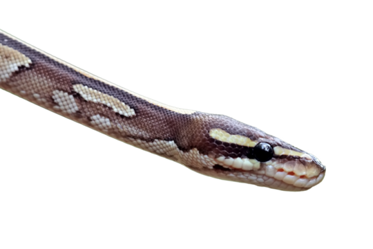 close up of a ball python
