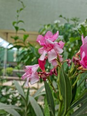 pink orchid flower