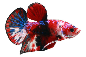 siamese fighting fish