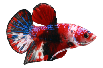 siamese fighting fish