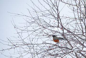 American Robin and snow day