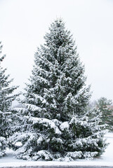 Beautiful conifer pine (spruce) with snow