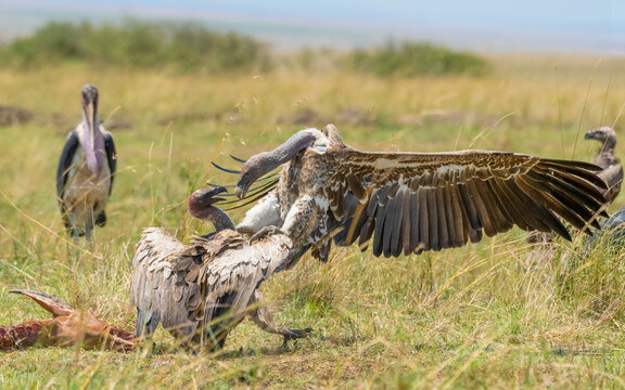 Gypus rueppelli (Brehm, 1852) - Rueppell&acute;s vulture - Sperbergeier