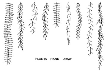 Leafs plants hand draw vector. Drawing beautiful  creeper leaf, decorative set