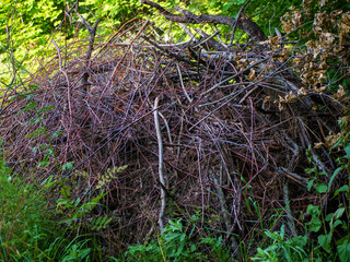 A pile of dry branches of brushwood for lighting a fire