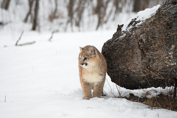 Naklejka premium Cougar (Puma concolor) Stands Next to Log Looking Left Winter