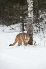 Cougar (Puma concolor) Stands Staring Out By Tree Winter