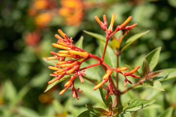 Naklejka na ściany i meble Close up of a Firebush this tropical plant with red–orange, tubular flowers attract Hummingbirds to the bright colors and sweet fragrance
