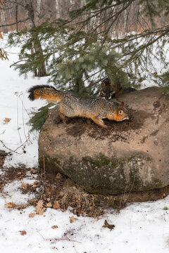 Grey Fox (Urocyon cinereoargenteus) Races Across Rock Second in Background Winter