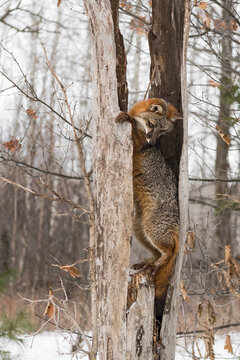 Grey Fox (Urocyon cinereoargenteus) Looks Down From Inside Split Tree Winter