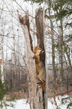 Grey Fox (Urocyon cinereoargenteus) in Split Tree Licks Nose Winter