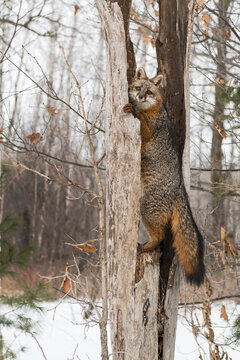 Grey Fox (Urocyon cinereoargenteus) Balances in Split Tree Winter