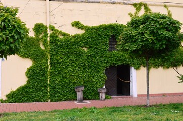 the door of an old house surrounded by greenery