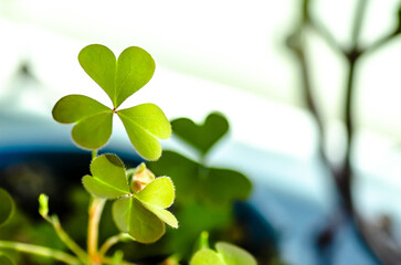Light background with three-leaved shamrocks, Lucky Irish Four Leaf Clover in the Field for St. Patricks Day holiday symbol. with three-leaved shamrocks, St. Patrick's day holiday symbol