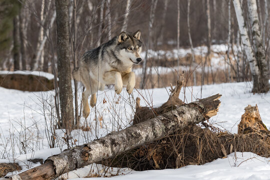 Grey Wolf (Canis lupus) Leaps Over Log Winter