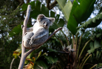 Koala ( Phascolarctos cinereus)