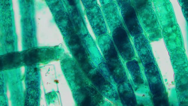 Thin threads of algae one cell thick under a microscope. Biological synthesis of medical drugs