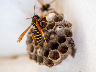 Vespiary. Hornet's nest. Wasp nest with wasps sitting on it. Wasps polist. The nest of a family of...
