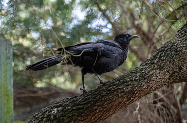 White-winged Chough (Corcorax melanoramphos)