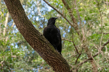 White-winged Chough (Corcorax melanoramphos)