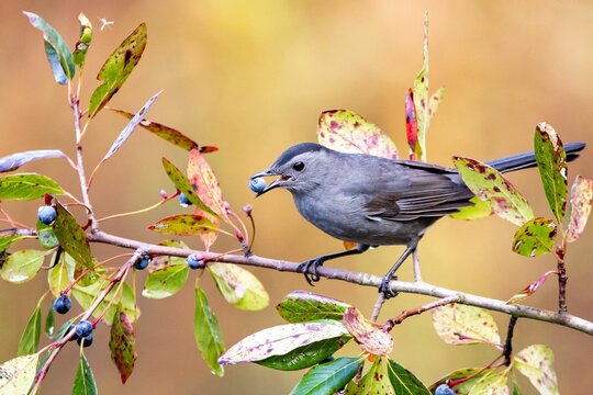 Gray catbird with a berry in its beak perched on a branch