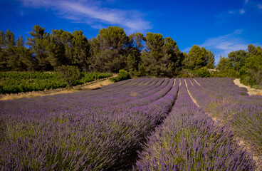 Grape vines and purple lavender fields in summer in France