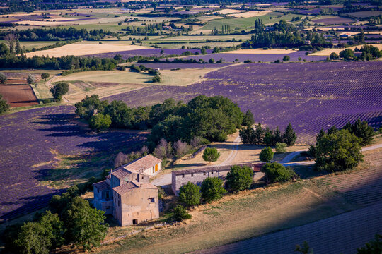 Dozens of Lavender field near the town of Goult