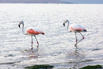 Flamingos heron seagull Birds at beach Paracas natural reservation park Ica Peru