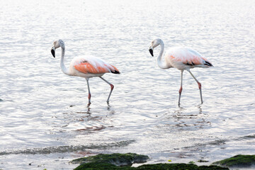 Fototapeta na wymiar Flamingos heron seagull Birds at beach Paracas natural reservation park Ica Peru