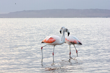 Fototapeta premium Flamingos heron seagull Birds at beach Paracas natural reservation park Ica Peru