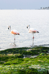 Flamingos heron seagull Birds at beach Paracas natural reservation park Ica Peru