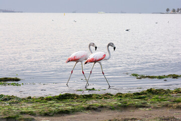 Flamingos heron seagull Birds at beach Paracas natural reservation park Ica Peru