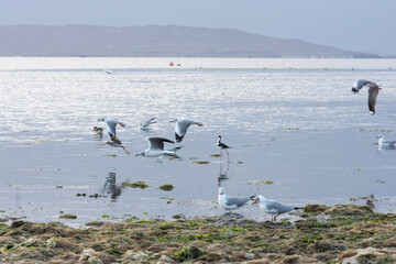 Flamingos heron seagull Birds at beach Paracas natural reservation park Ica Peru