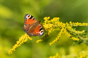 Peacock butterfly on yellow flowers