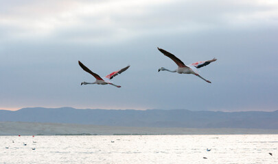 Flamingos heron seagull Birds at beach Paracas natural reservation park Ica Peru