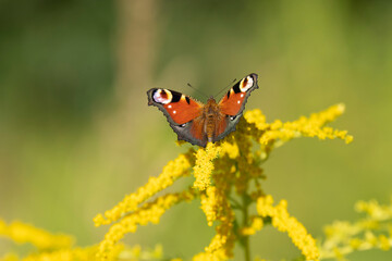 Peacock butterfly on yellow flowers