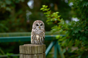 Barred Owl on Fence Post. A Barred Owl resting on top of a fence post.


