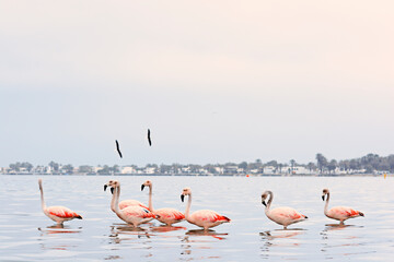 Obraz premium Flamingos heron seagull Birds at beach Paracas natural reservation park Ica Peru