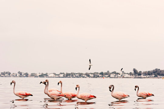 Flamingos heron seagull Birds at beach Paracas natural reservation park Ica Peru