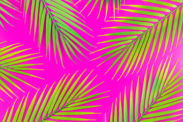 Tropical green leaves on Fuchsia background, flat lay, minimal concept, Vivid, juicy colors