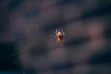 Spider in web