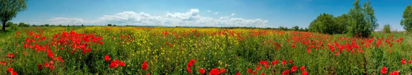 Panorama of a poppy field in the countryside in summer near the highway