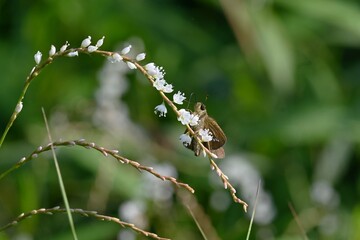 Persicaria japonica flowers. Dioecious and Polygonaceae perennial plants. Grows in wetlands and blooms small white flowers from August to November.