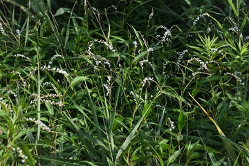 Persicaria japonica flowers. Dioecious and Polygonaceae perennial plants. Grows in wetlands and blooms small white flowers from August to November.