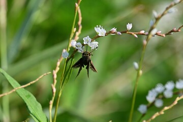 Persicaria japonica flowers. Dioecious and Polygonaceae perennial plants. Grows in wetlands and...