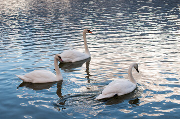 white swans group on the lake swim well under the bright sun
