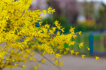 Yellow flowering Forsythia bush in spring. Selective focus. Background with copy space for text