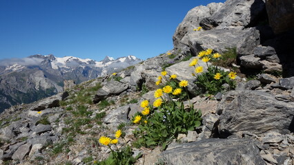 Arnica des montagnes