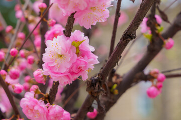 Fototapeta premium Blossoming sakura tree flower with selective focus on blurred background. Defocused backdrop copy space