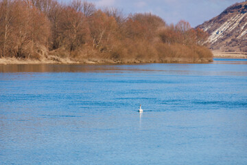 Swans on the river. Background with selective focus and copy space
